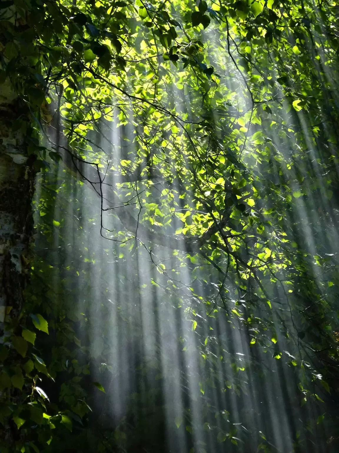 photo arbres lumière